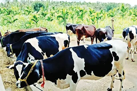 ಕೆಂಚಮ್ಮನಹಳ್ಳಿ ಗ್ರಾಮದ ಯುವ ರೈತ ಕೆ.ಕಾಮಯ್ಯ ಅವರು ಸಾಕಿರುವ ಮಿಶ್ರ ತಳಿ ಹಸುಗಳು.
