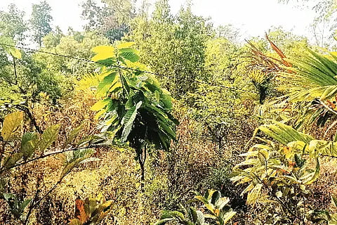 ಸಾವಯವ ಕೃಷಿ ಪದ್ಧತಿಯಲ್ಲಿ ಬೆಳೆದಿರುವ ಕರಿಬೇವು, ನಿಂಬು, ಪೇರಲ ಗಿಡಗಳು.Agriculture
