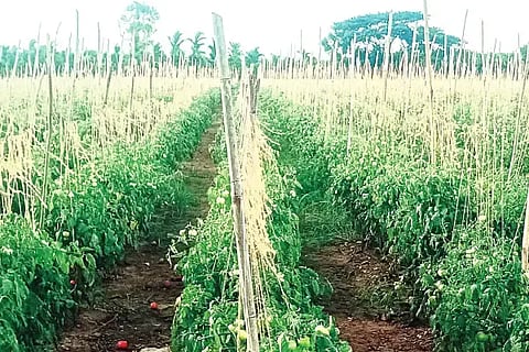 ಮಾಯಕೊಂಡ ಹೋಬಳಿಯ ಹುಚ್ಚವ್ವನಹಳ್ಳಿ ಗ್ರಾಮದ ಪ್ರಗತಿಪರ ಯುವ ಕೃಷಿಕ ಹರೀಶ್ ಜಮೀನಿನಲ್ಲಿ ಬೆಳೆದಿರುವ ಟೊಮ್ಯಾಟೊ ಬೆಳೆ.vegetables