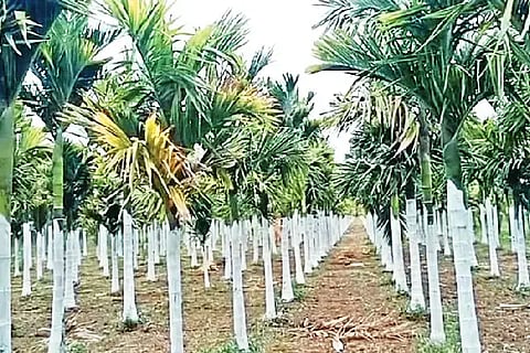 peanut: ಮಾಯಕೊಂಡ ಹೋಬಳಿ ಹುಚ್ಚವನಹಳ್ಳಿ ಗ್ರಾಮದಲ್ಲಿ ಸುಣ್ಣ ಲೇಪನ ಮಾಡಿರುವ ಅಡಕೆ ಮರಗಳು.
