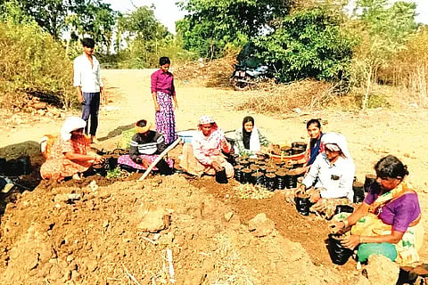 ಮಾಯಕೊಂಡ ಹೋಬಳಿ ದಿಂಡದಹಳ್ಳಿ ಗ್ರಾಮದಲ್ಲಿ ಅಡಿಕೆ ಸಸಿಗಳನ್ನು ಪ್ಯಾಕೆಟ್ ಮಾಡುವ ಕಾಯಕದಲ್ಲಿ ನಿರತರಾಗಿರುವ ಕೃಷಿ ಕಾರ್ಮಿಕರು. seedling packing