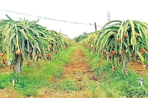 ಮಾಯಕೊಂಡ ಗ್ರಾಮದ ರೈತ ಹನುಮಂತಪ್ಪ ಮರಡಿ ಅವರು ಬೆಳೆದಿರುವ ಡ್ರ್ಯಾಗನ್ ಫ್ರೂಟ್.pink beauty