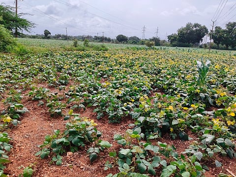ನರೇಗಲ್ಲ ಸಮೀಪದ ಜಮೀನೊಂದರಲ್ಲಿ ಹಳದಿ ರೋಗಕ್ಕೆ ತುತ್ತಾಗಿರುವ ಹೆಸರು ಬೆಳೆ.