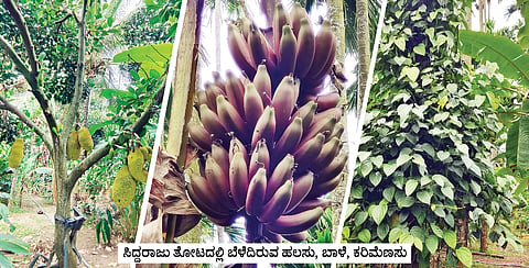 ಮಾಗಡಿಯಲ್ಲೊಂದು ಮಿನಿ ಮಲೆನಾಡು magadi