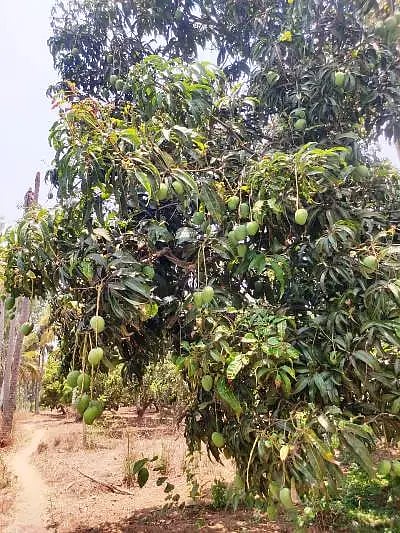 ಚಂದ್ರಶೇಖರ್ ಅವರ ತೋಟದಲ್ಲಿ ಬೆಳೆದಿರುವ ಮಾವು