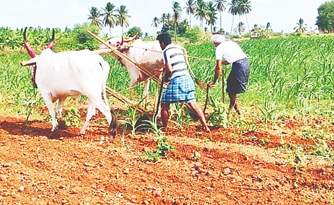 ಮುಂಡರಗಿ ತಾಲೂಕಿನ ಗಂಗಾಪೂರ ಭಾಗದಲ್ಲಿ ಮಳೆ ಕೊರತೆಯಿಂದ ಗೋವಿನಜೋಳ ಬೆಳೆ ಕುಂಠಿತವಾಗಿ ಒಣಗುತ್ತಿರುವ ಹಿನ್ನೆಲೆಯಲ್ಲಿ ರೈತರು ಬೆಳೆಯನ್ನು ಹರಗಿದರು.