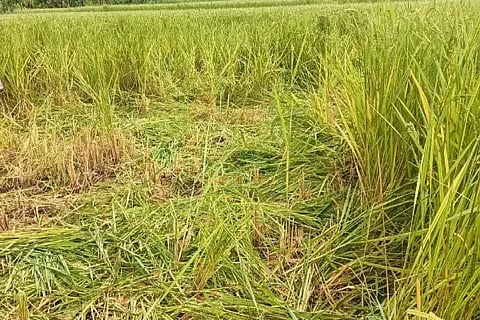 ಸಂಪಿಗೆಹಳ್ಳದಲ್ಲಿ ಆನೆಗಳ ಸಂಚಾರದಿಂದ ನೆಲಕ್ಕುರುಳಿದ ಭತ್ತದ ಪೈರು.