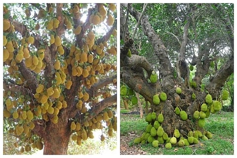 The Jackfruit Capital Of India