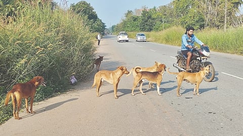  ಕಾಪು ವ್ಯಾಪ್ತಿಯಲ್ಲಿ ಬೀದಿನಾಯಿಗಳ ಹಾವಳಿ ಹೆಚ್ಚಾಗಿರುವುದು