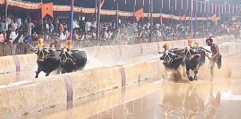 ಅಡ್ವೆ ಕೋಟಿ ಚೆನ್ನಯ ಜೋಡುಕರೆ ಕಂಬಳ ಸ್ಪರ್ಧೆಯ ಹಗ್ಗ ಹಿರಿಯ ವಿಭಾಗದಲ್ಲಿ ನಕ್ರೆ ಮಹೋದರ ನಿವಾಸ ಹಾಗೂ ನಂದಳಿಕೆ ಕೋಣಗಳ ನಡುವಿನ ಬಿರುಸಿನ ಸ್ಪರ್ಧೆ