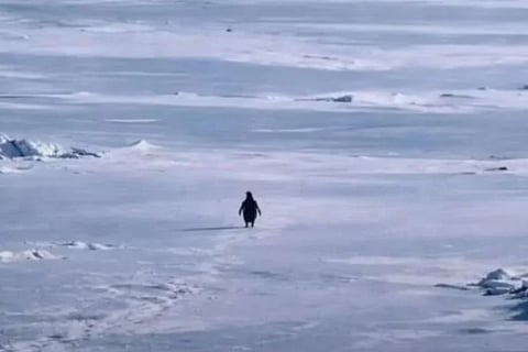 Penguin