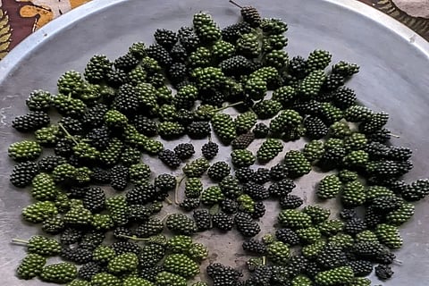 ಕಾಯಿ ಕರಿಮೆಣಸು ಗೊಂಚಲು