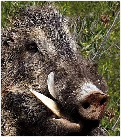 pig