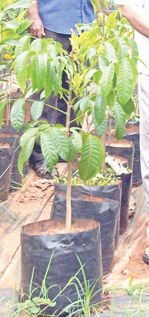 ಸಸ್ಯಗಳ ಬೆಳವಣಿಗೆ 