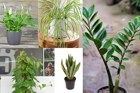  Low maintenance houseplants 