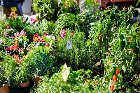 plant fair