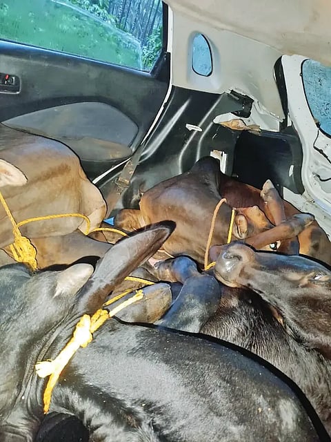 ಅಕ್ರಮವಾಗಿ ಸಾಗಾಟ (  illegally transport ) ಮಾಡುತ್ತಿದ್ದ ಜಾನುವಾರುಗಳು.