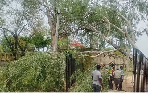 ಪಿಡಬ್ಲ್ಯುಡಿ ಕ್ಯಾಂಪ್‌ನಲ್ಲಿ ಬಿರುಗಾಳಿ ಮಳೆಯಿಂದಾಗಿ ಧರೆಗುರುಳಿದ ಮರ.