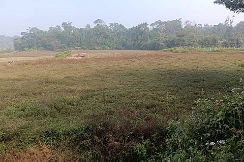 ಮಳೆ ಕೊರತೆಯಿಂದ ಭತ್ತದ ನಾಟಿ ಕಾರ್ಯಕ್ಕೆ ಇನ್ನೂ ಸಿದ್ಧವಾಗದ ಗದ್ದೆ