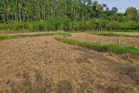 ಪ್ರಮಾಣ ಇನ್ನೂ ಕಡಿಮೆ ಆಗುವ ಸಾಧ್ಯತೆಗಳಿ