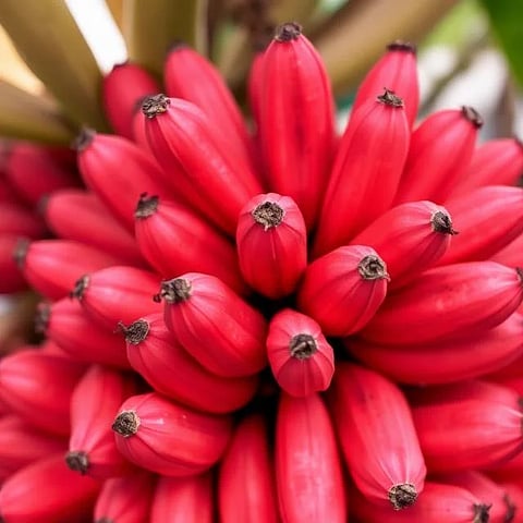 ಪೌಷ್ಟಿಕಾಂಶಗಳನ್ನು ನೀಡುತ್ತದೆ