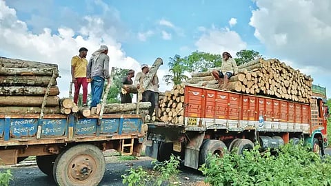 ರಬ್ಬರ್ ಮರಗಳನ್ನು ಕಡಿದು ಸಾಗಾಟದಲ್ಲಿ ತೊಡಗಿರುವುದು. 
