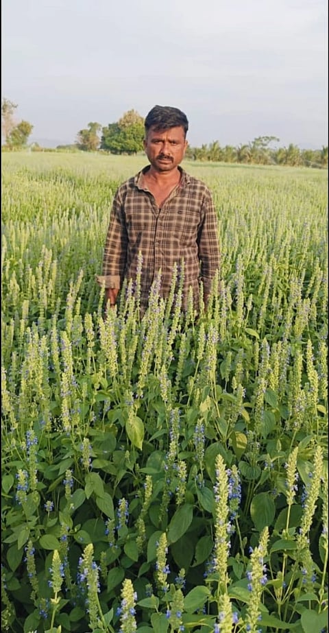 ಎಚ್.ಡಿ. ಕೋಟೆಯ ಕೊಲ್ಲೇಗೌಡನಹಳ್ಳಿಯಲ್ಲಿ ರೈತ ರಾಚಪ್ಪ ಬೆಳೆದಿರುವ ಚಿಯಾ ಬೆಳೆ