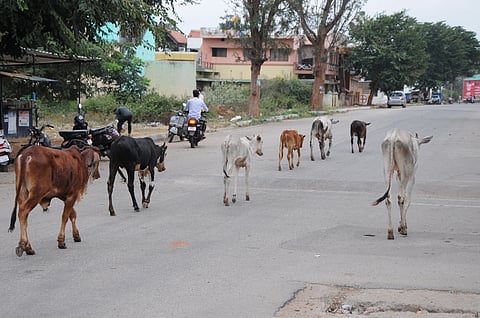 ಮೇವು ಅರಸಿ ಹೊರಟ ಜಾನುವಾರುಗಳು