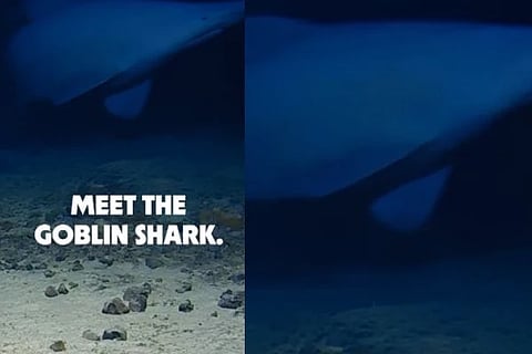  Goblin Shark (ಚಿತ್ರ X)