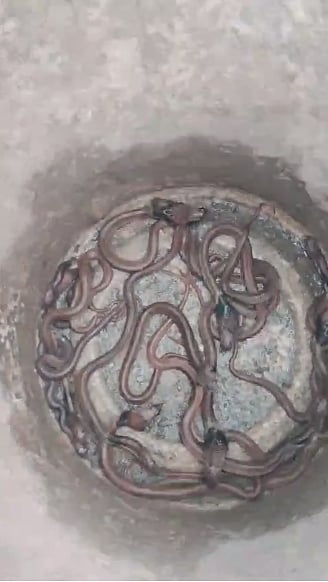 snakes