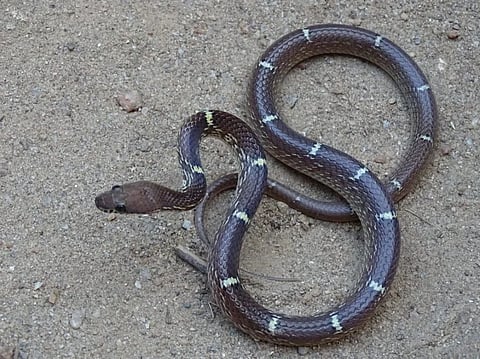 SNAKE