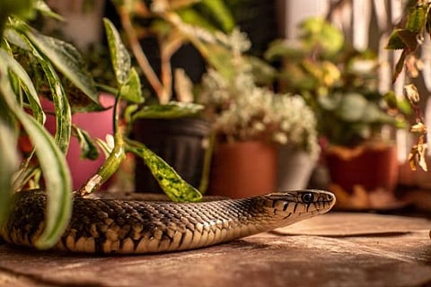 Snake Safety ಸಾಂದರ್ಭಿಕ ಚಿತ್ರ