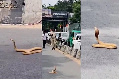 Cobra In Bengaluru (ಚಿತ್ರ X)