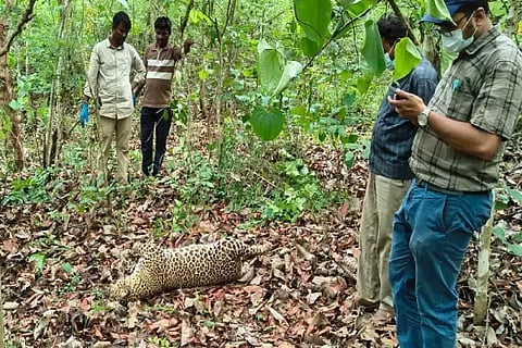 ಶಿಂಡ್ಲಿ ಕಾಡಿನಲ್ಲಿ ಪತ್ತೆಯಾದ ಚಿರತೆ ಕಳೇಬರ.