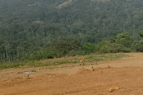 ಅರಣ್ಯ ಪ್ರದೇಶ