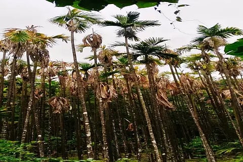 ಶೃಂಗೇರಿ ತಾಲೂಕಿನ ಕೆರೆ ಗ್ರಾಪಂ ಕೃಷಿಕ ಸುಂದರ ಅವರ ತೋಟದ ಅಡಿಕೆ ಮರಗಳು ಸಾಯುತ್ತಿರುವುದು.
