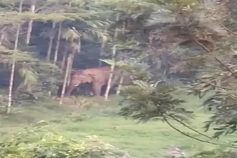 ಕಿಗ್ಗಾ ಮಘೇಬೈಲು ಗ್ರಾಮದಲ್ಲಿ ಕಾಣಿಸಿಕೊಂಡ ಕಾಡಾನೆ.