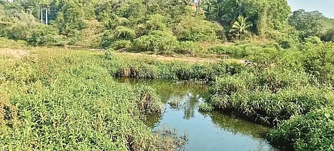 ಮೆಣಸೆ ಸೇತುವೆ ಸಮೀಪ ಸೊಂಪಾಗಿ ಬೆಳೆದ ಗಿಡಗಂಟಿಗಳು.