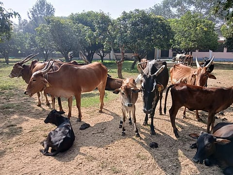 ಗೋಶಾಲೆ ಜಾನುವಾರುಗಳ