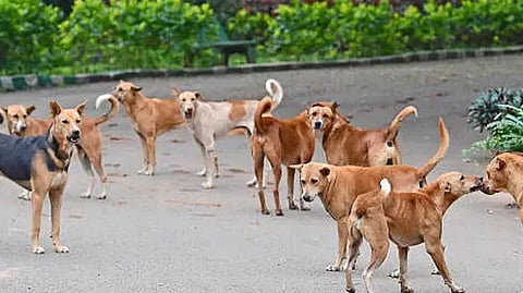 ನಾಯಿಗಳ ಹಿಂಡು