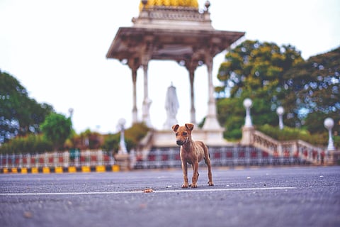 ಮೈಸೂರಿನಲ್ಲಿ ಕಂಡು ಬಂದ ಬೀದಿನಾಯಿ ಮರಿ