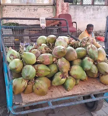 ಮಾರಾಟ ಮಾಡಲು ಇಟ್ಟಿರುವ ಎಳನೀರು,