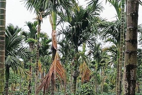 ಕಾಫಿ ತೋಟದಲ್ಲಿ ಅಂತರಬೆಳೆಯಾಗಿ ಬೆಳೆದಿರುವ ಅಡಕೆ ಗಿಡಗಳಲ್ಲಿ ರೋಗ ಕಾಣಿಸಿಕೊಂಡಿರುವುದು