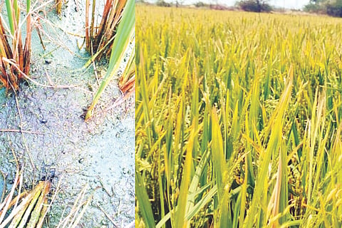 ಸಿರವಾರ: ತಾಲೂಕಿನಲ್ಲಿ ಸುರಿದ ಅಕಾಲಿಕ ಆಲಿಕಲ್ಲು ಮಳೆಗೆ ಕಟಾವಿನ ಅಂಚಿನಲ್ಲಿದ್ದ ಭತ್ತದ ಬೆಳೆಗೆ ಹಾನಿಯಾಗಿದ್ದು ಮತ್ತು ಭತ್ತದ ಕಾಳು ಉದುರಿರುವುದು.