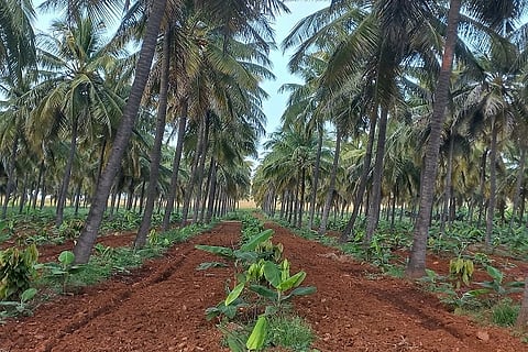 ತೆಂಗಿನ ತೋಟ