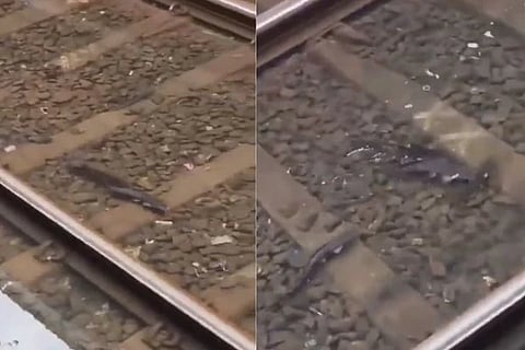  Fish On RailwayTrack ಸಾಂದರ್ಭಿಕ ಚಿತ್ರ