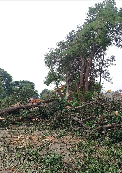 tree cutting