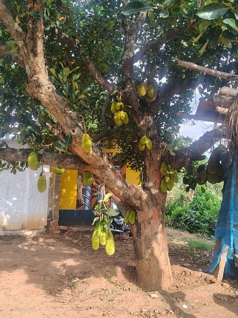 tubagere halasu