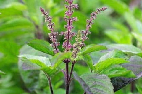 Tulsi Benefits 