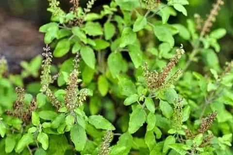 ಸಾಂದರ್ಭಿಕ ಚಿತ್ರ